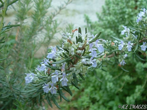 rosemary