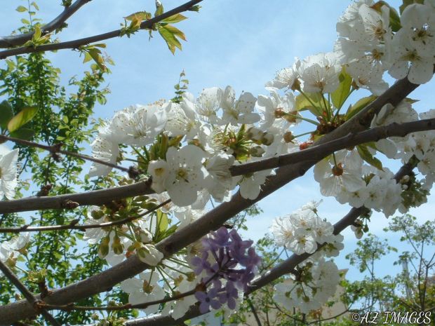 cherryblossoms