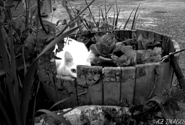 Angelo up to no good