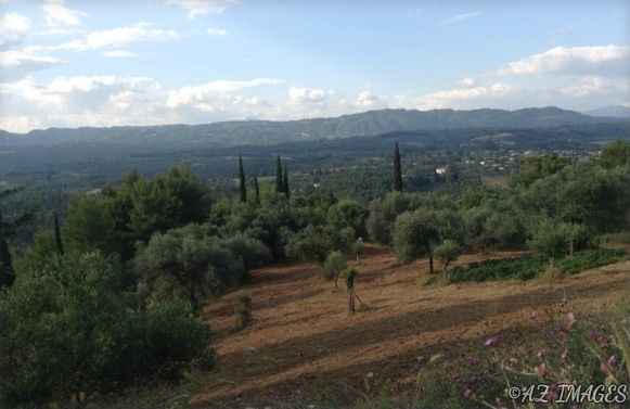 he Olive Groves of Olympia