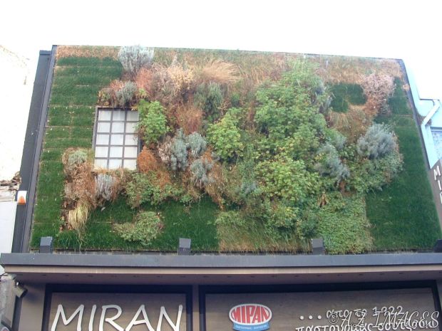 Go green! Can't tell if it's real or fake foliage. Interesting nonetheless.