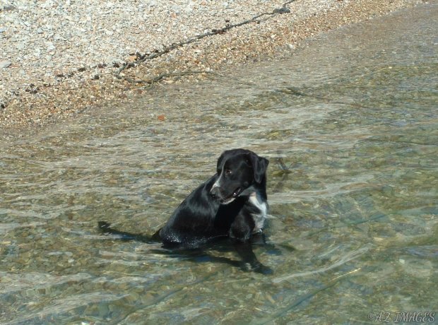 Dog Cooling Off