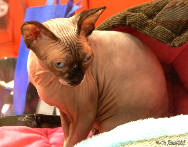 canadiansphinxcattext2