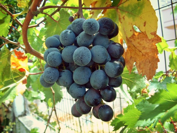 grapes1