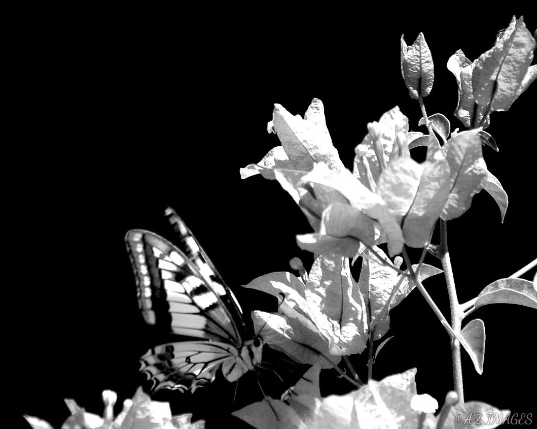 blackandwhitebutterflytext-2