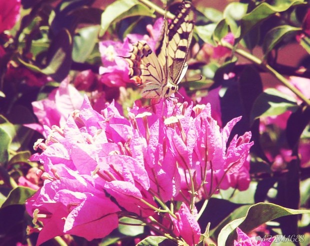 vintagebutterflytext