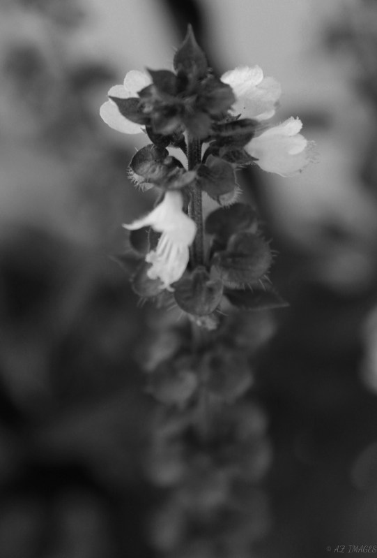 bwflowertext