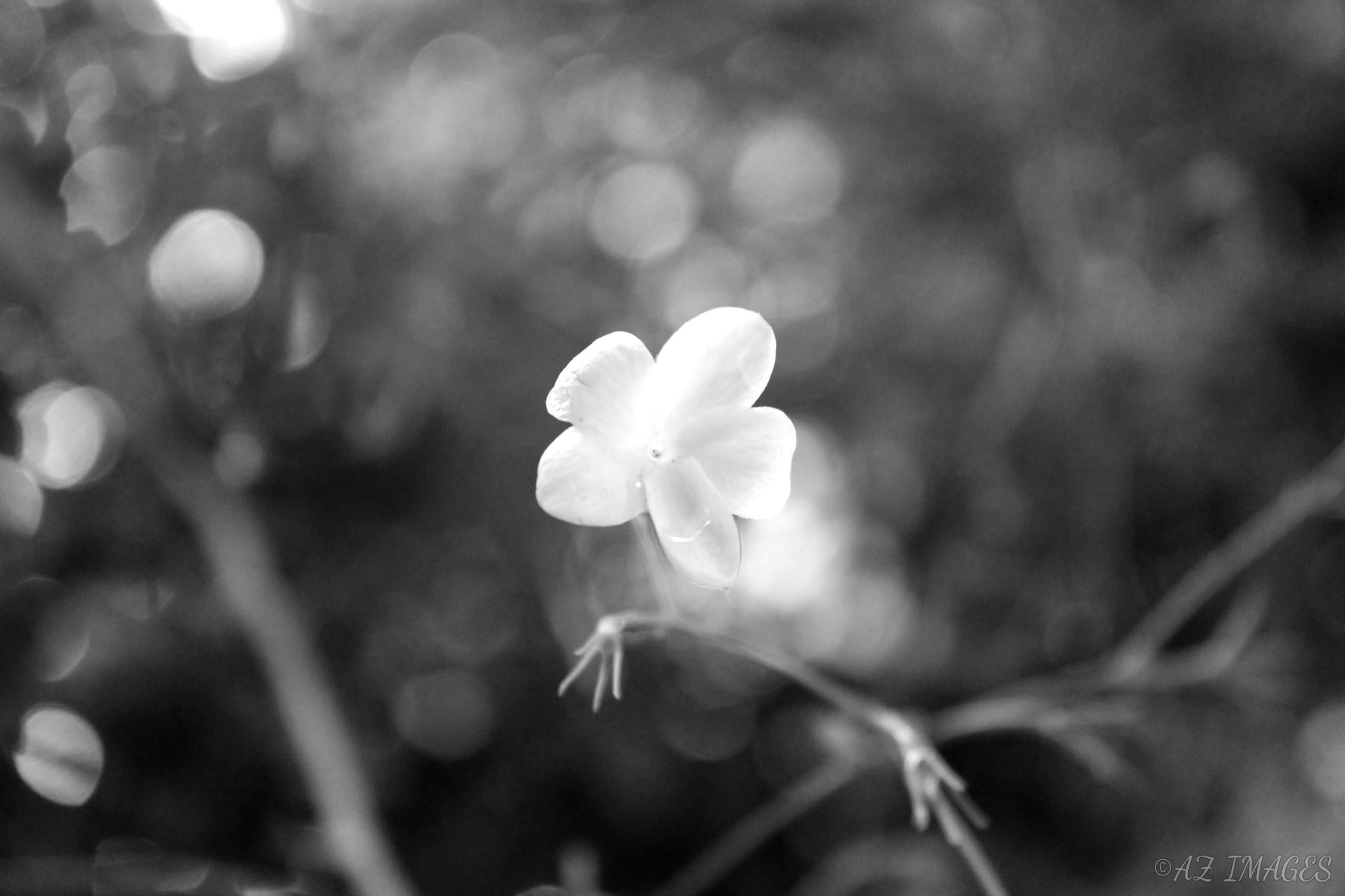 bwflower2