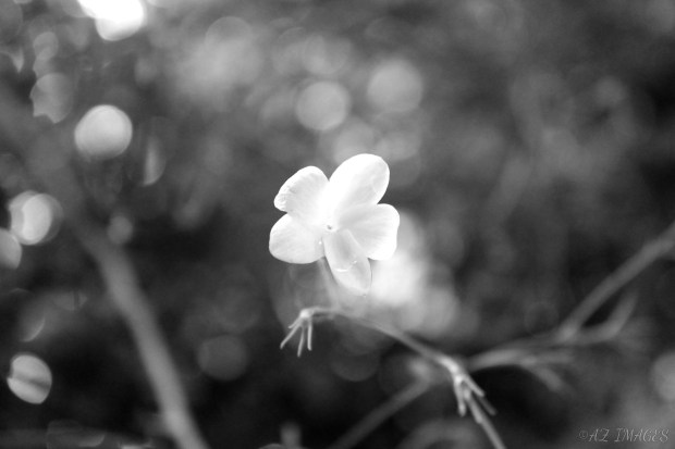 bwflower2