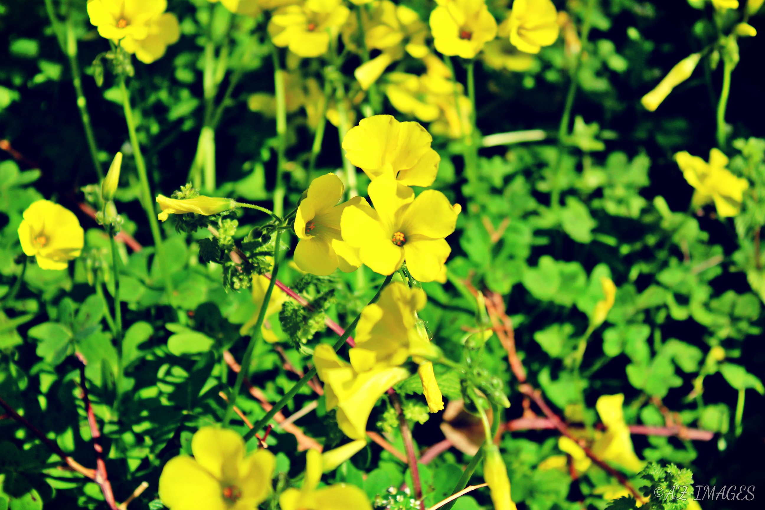 yellowflowerstxt1