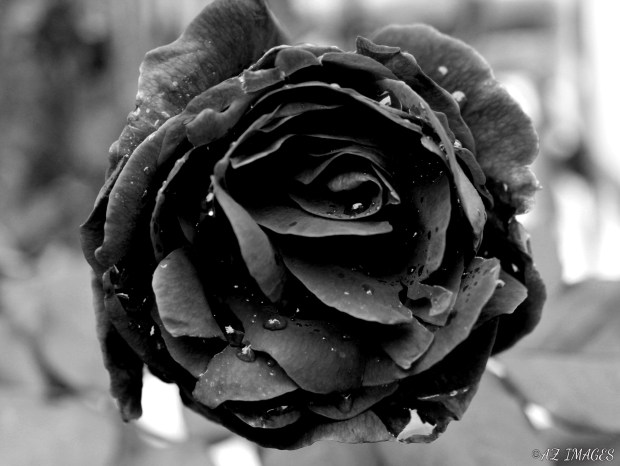 blackrose