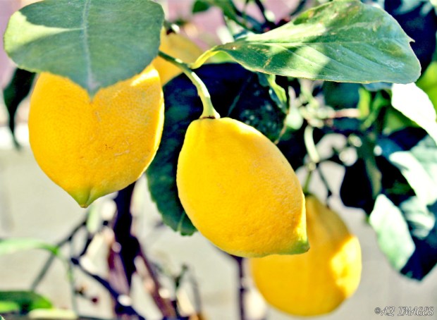 lemons