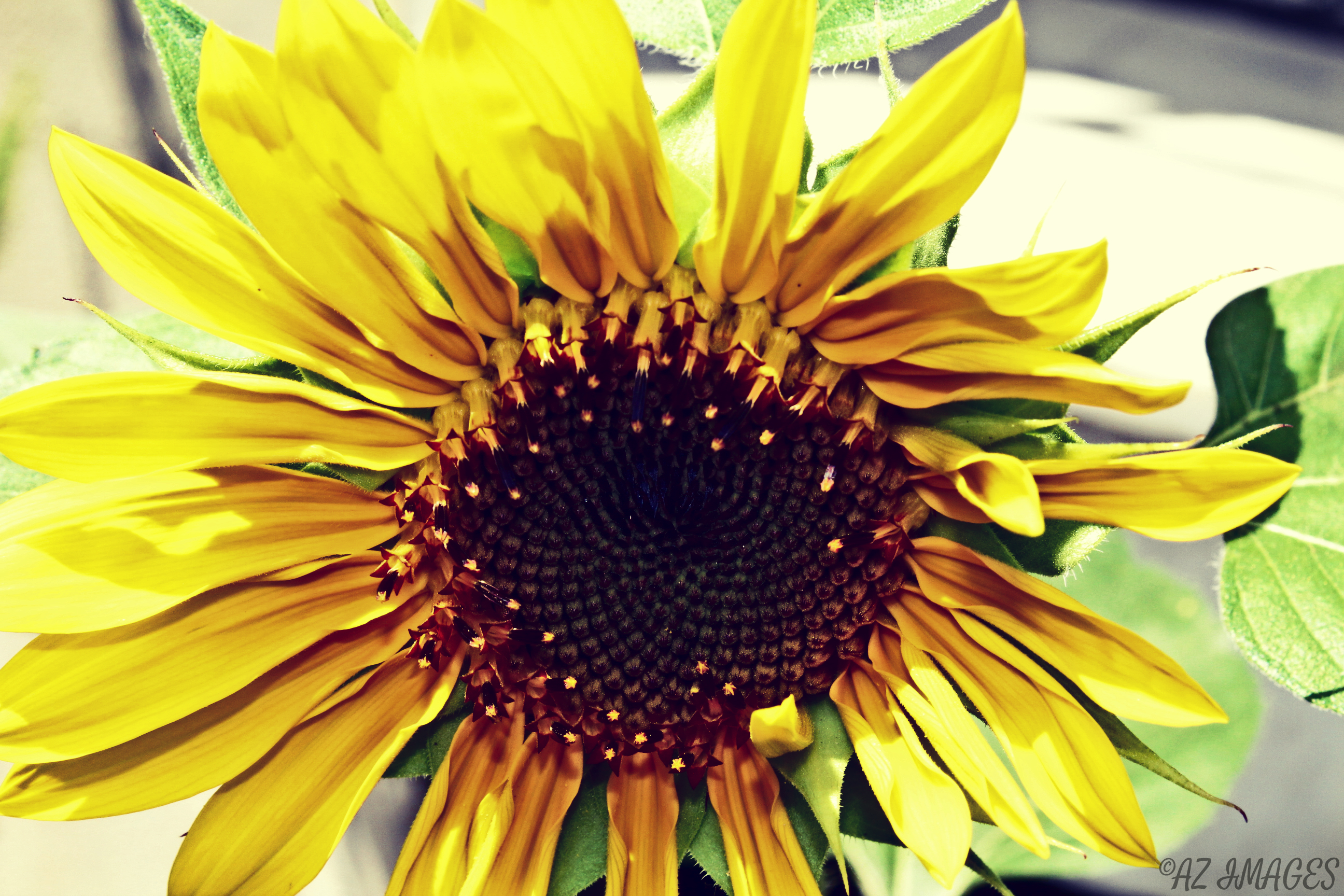 sunflower1