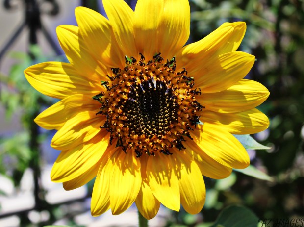sunflower2