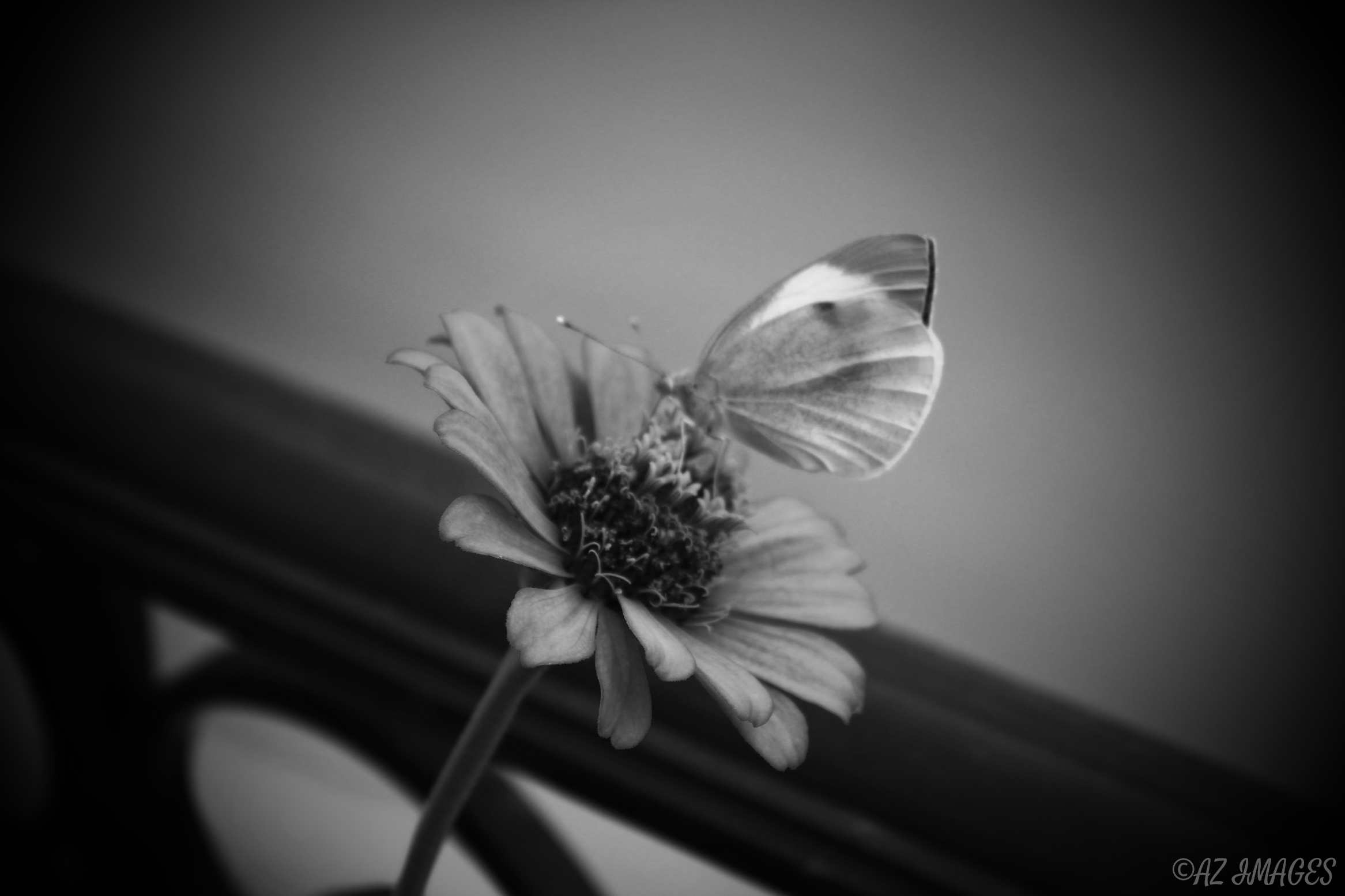 BWZINNIA