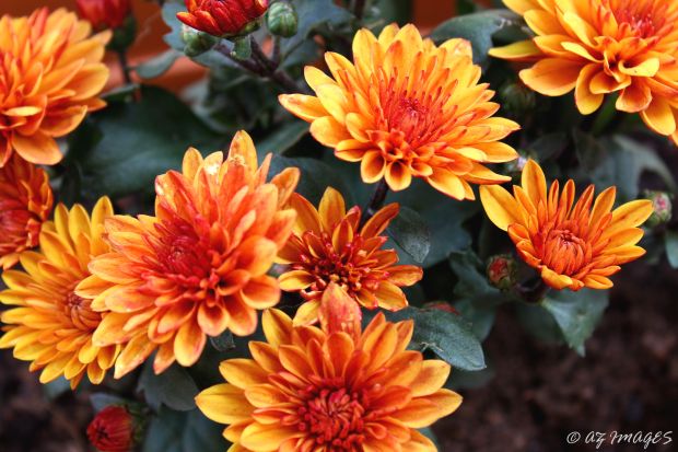 chrysantheums