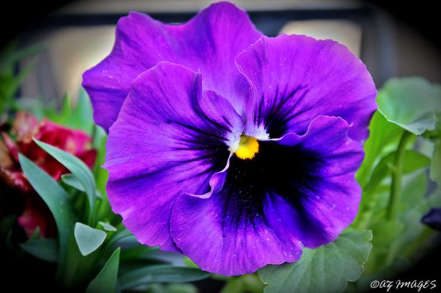 Purple pansy