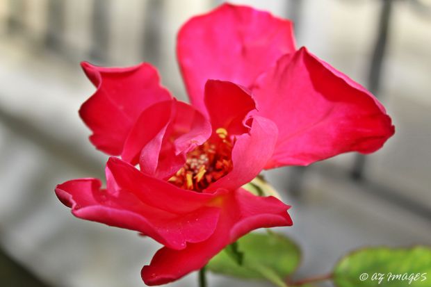 redrose1