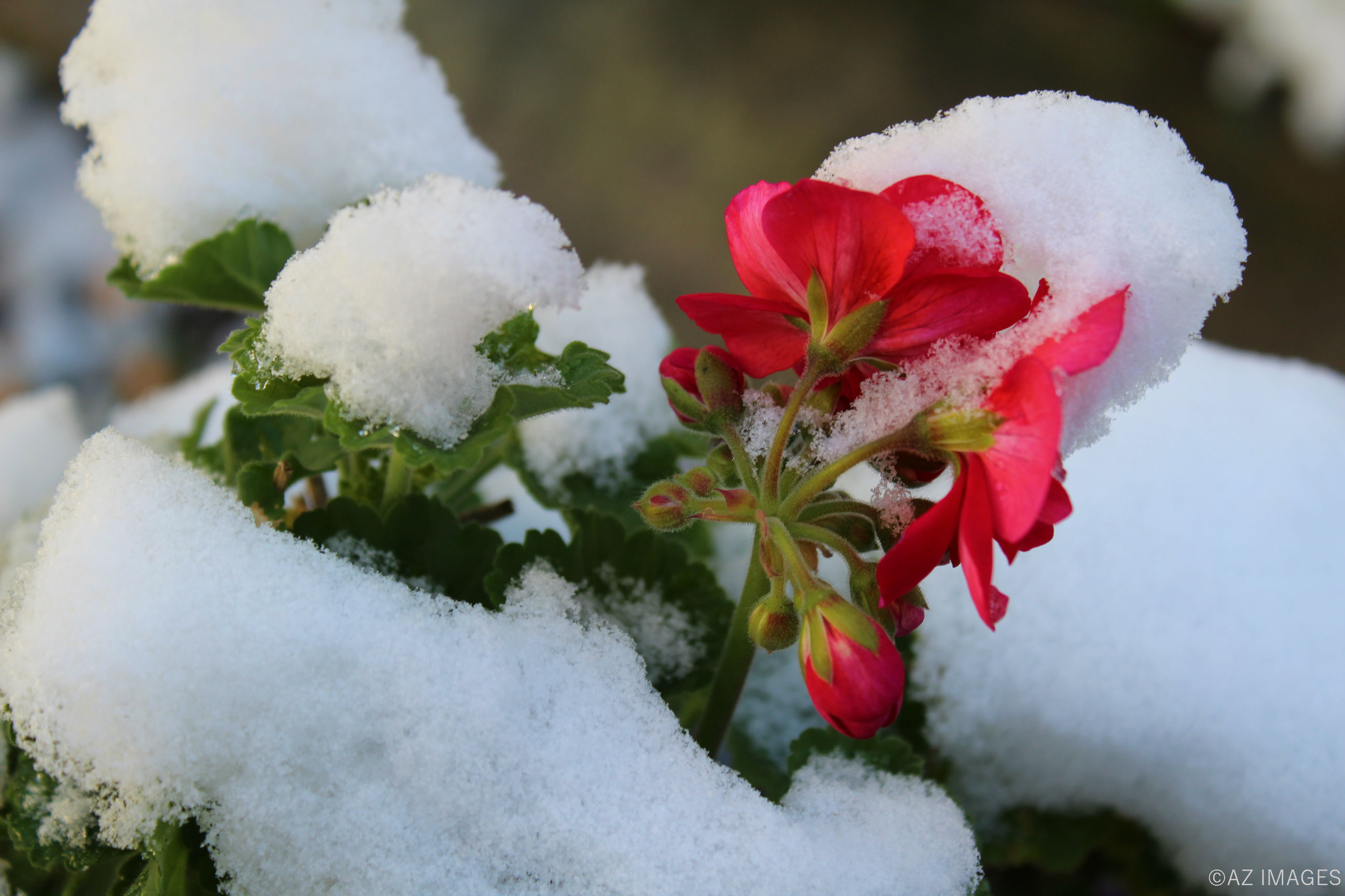 geraniuminsnow