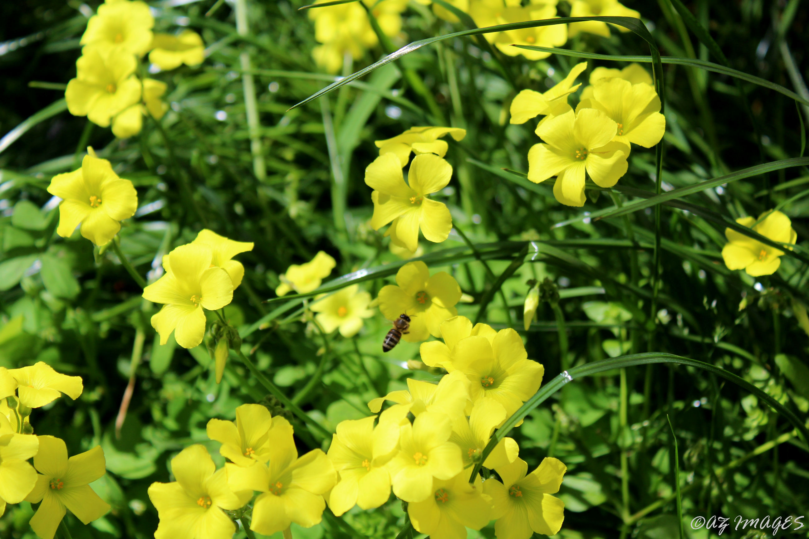 yellowflowers3