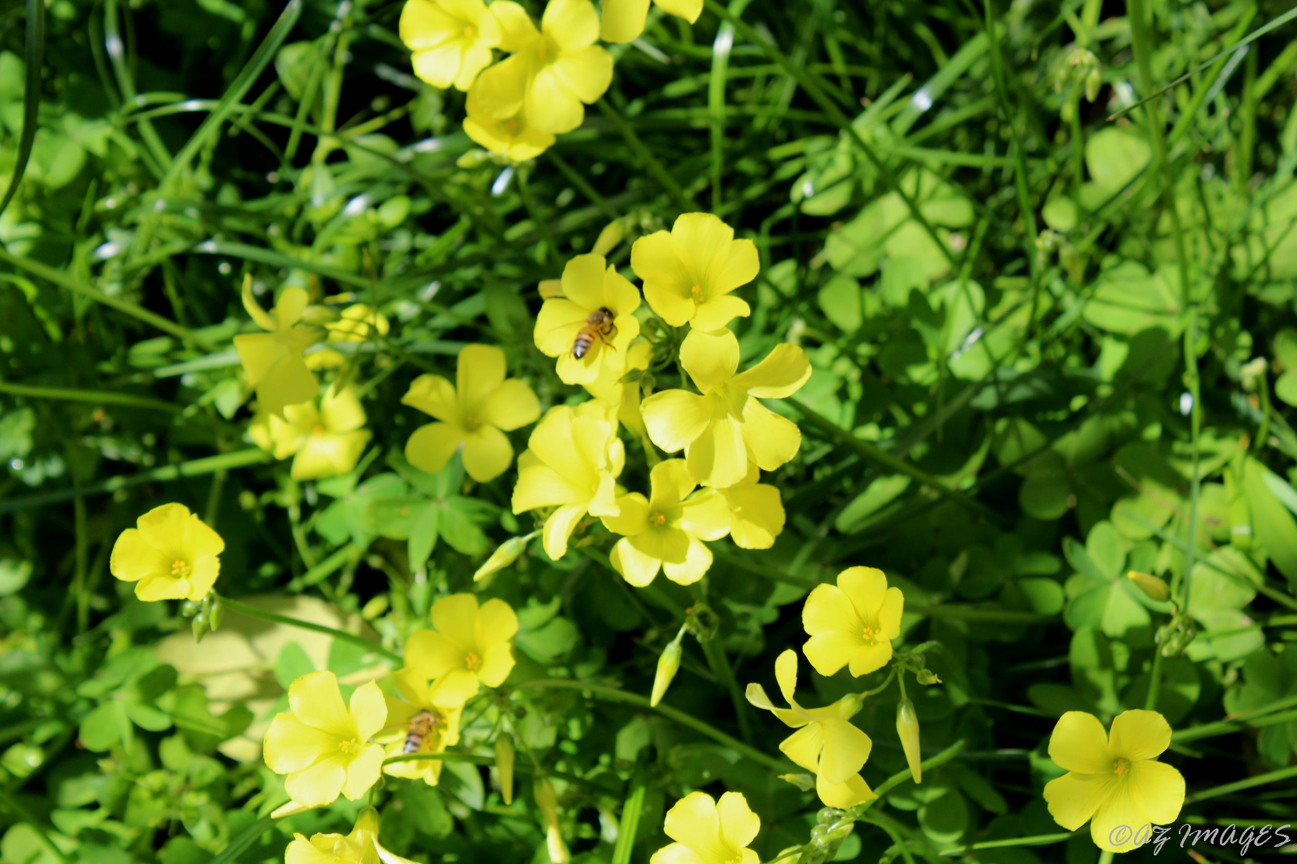 yellowflowers4