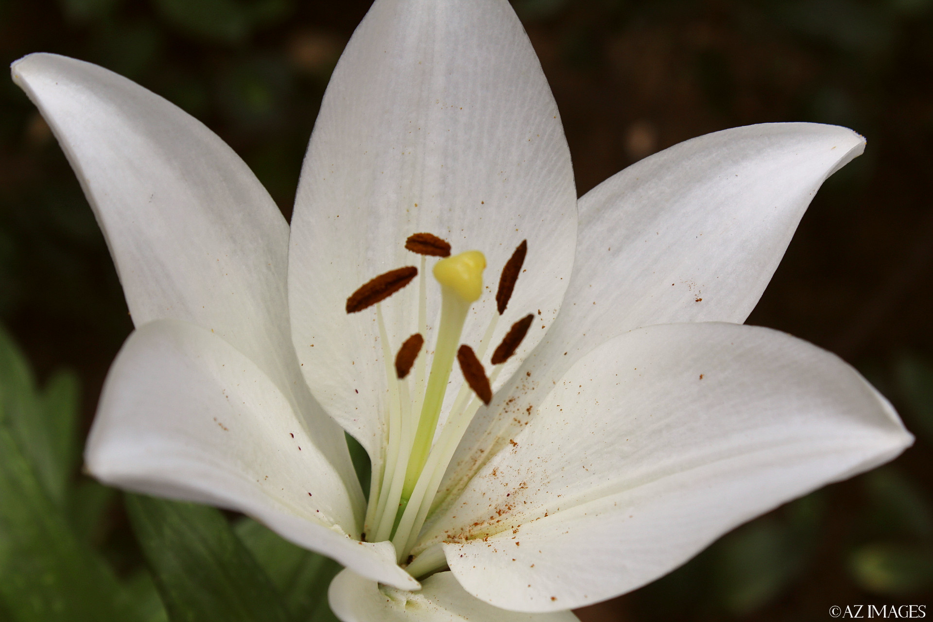 lilium1