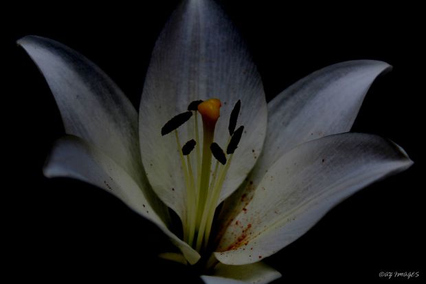 lilium2