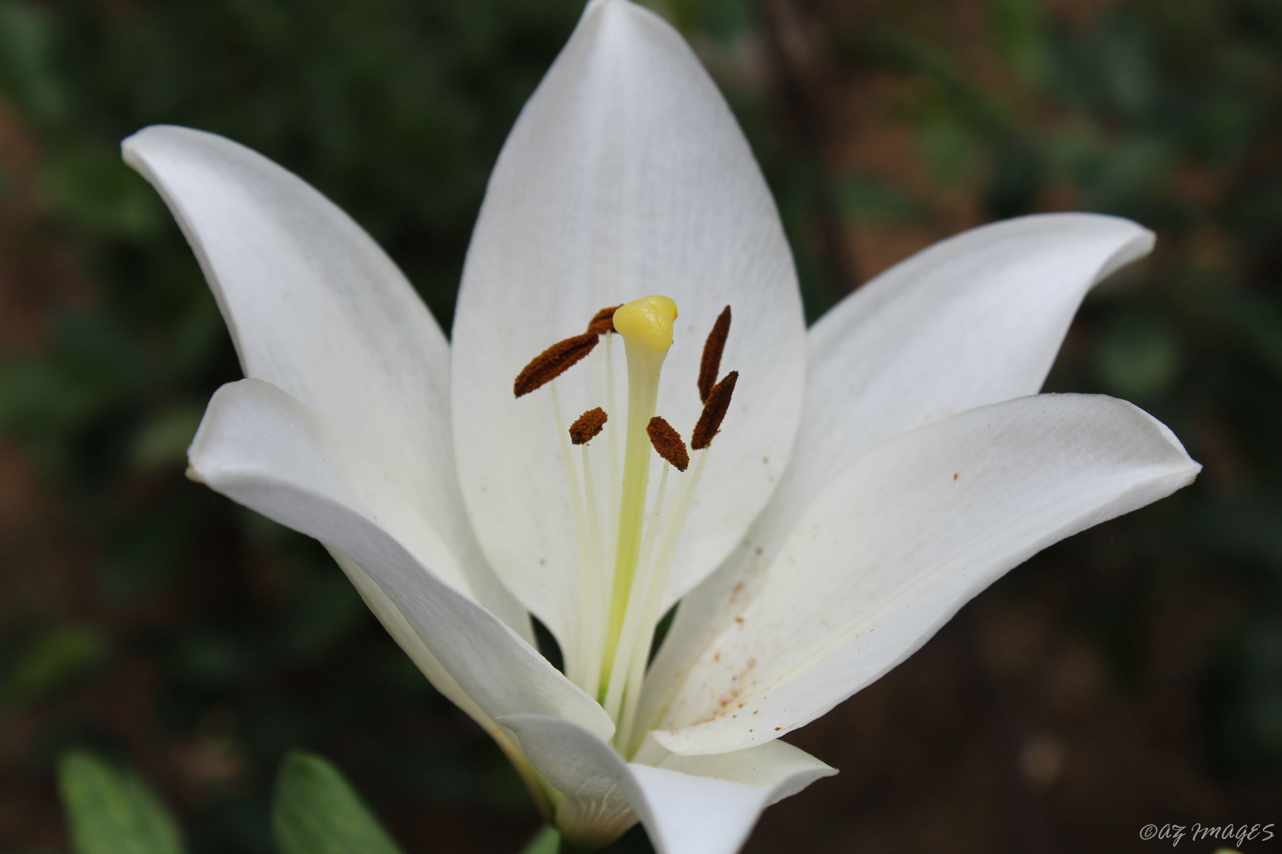lilium3