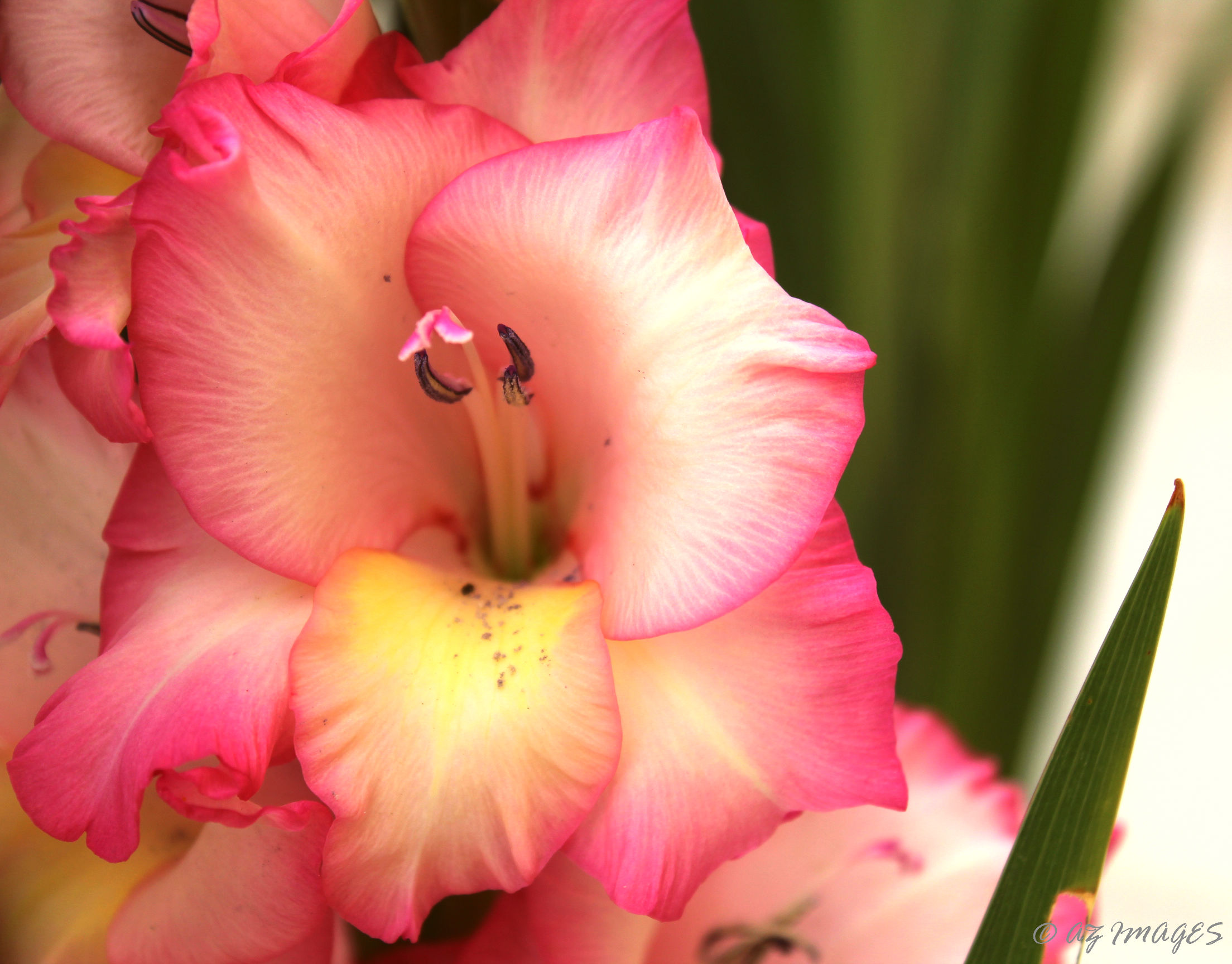 pinkgladiolus