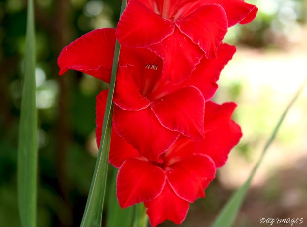 red gladiolus