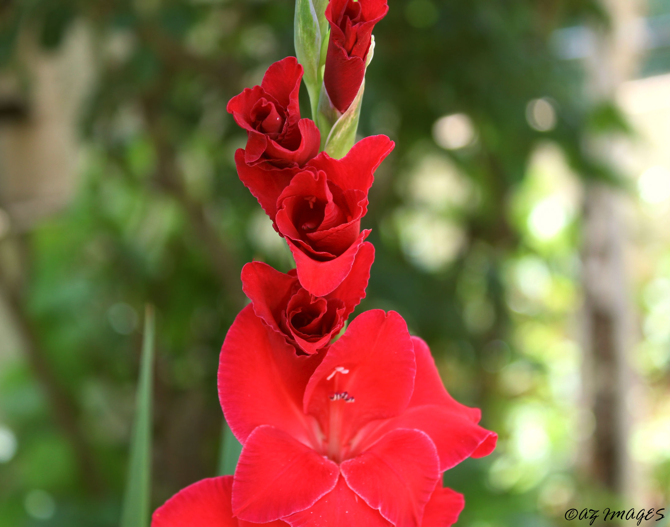 redgladiolus2