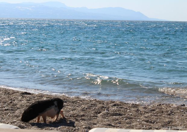 pigonthebeach