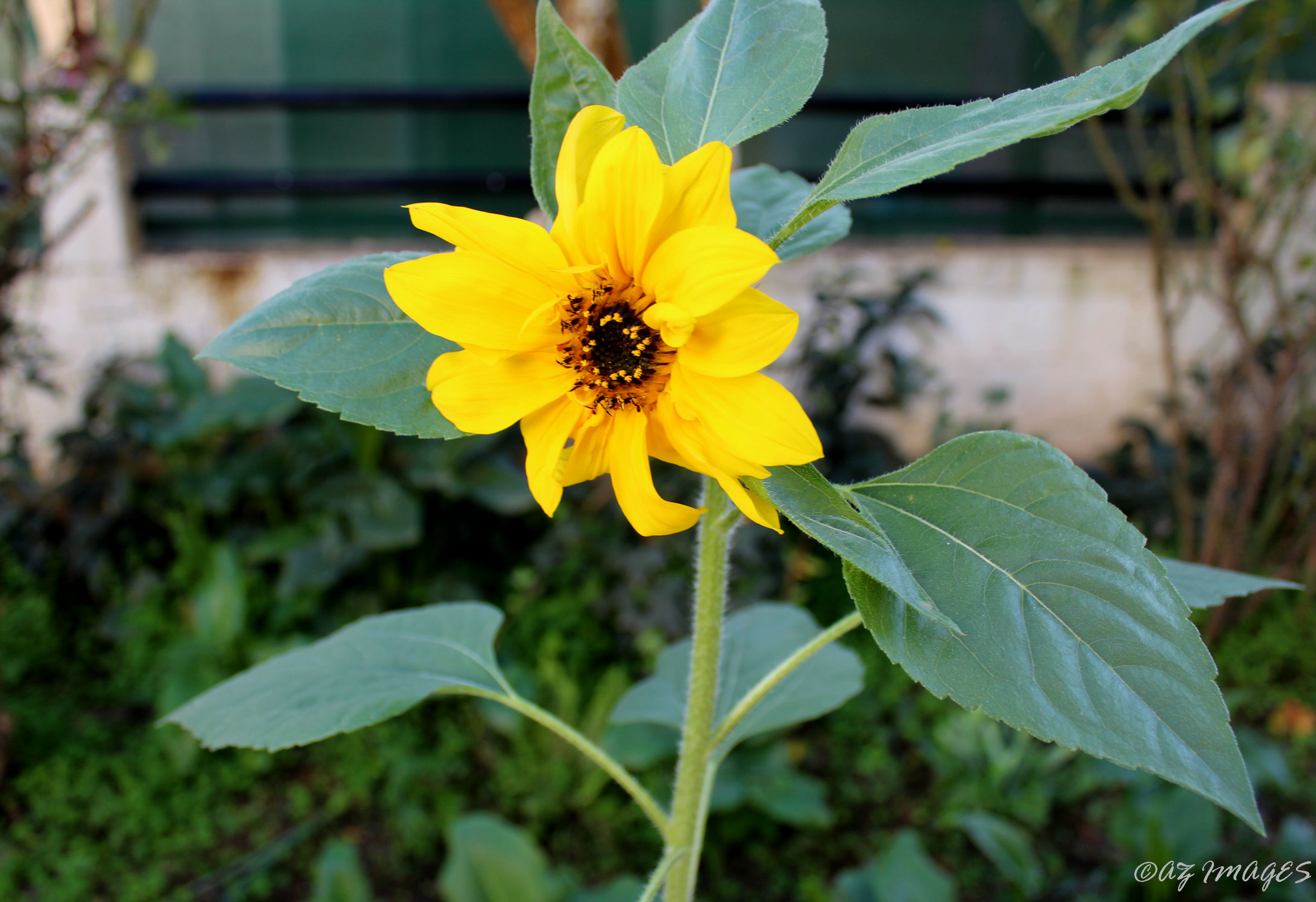 December sunflower