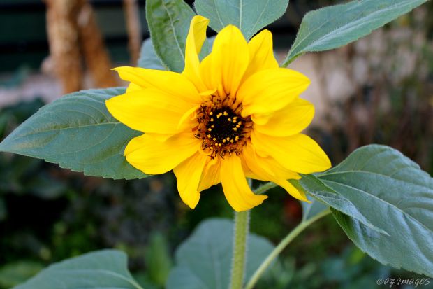 Decembersunflower