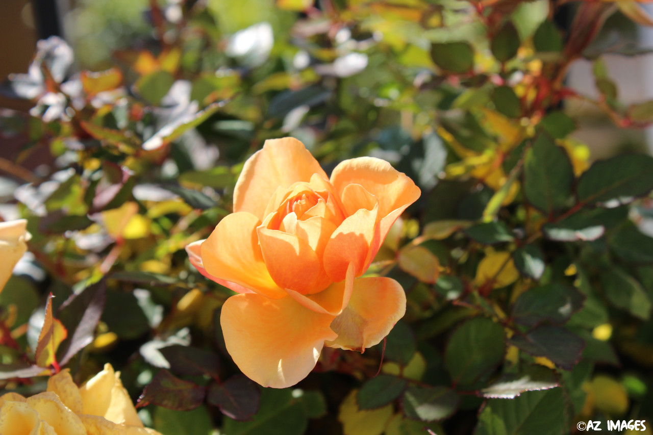 orange rose