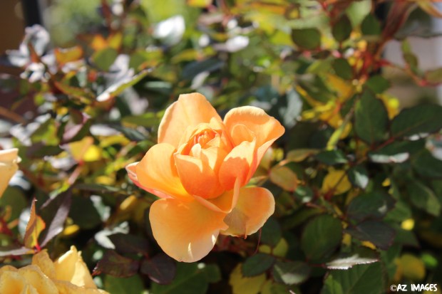 orange rose