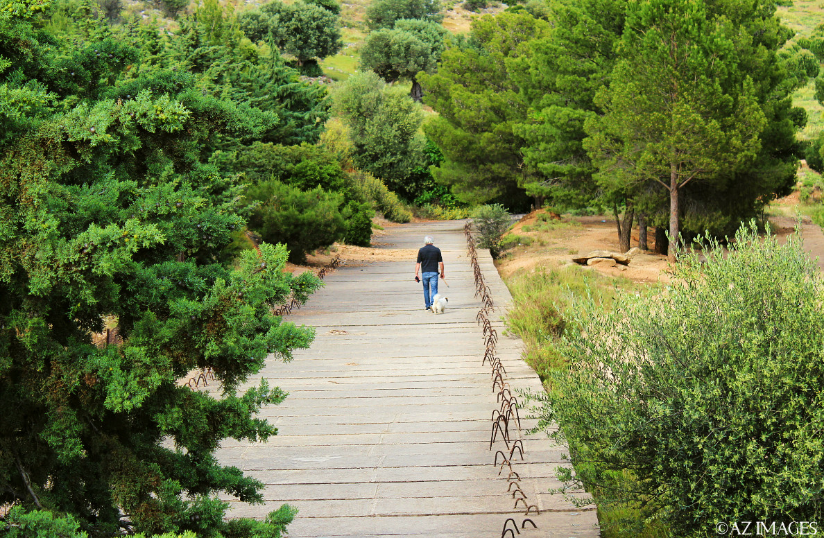 a walk in the forest